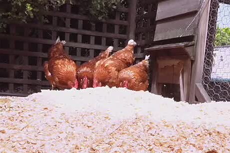 Hens on fresh pine shavings