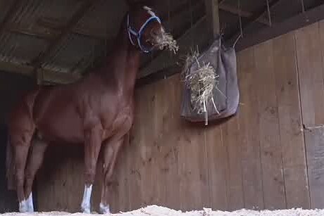A horse in a stable bedded on pine shavings